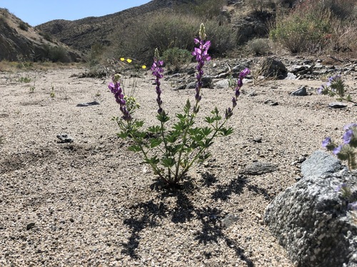 iNaturalist observation photo of Arizona lupine