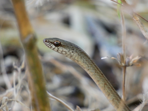 Central America Lizard Eater