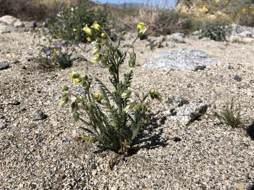 iNaturalist observation photo of whispering bells