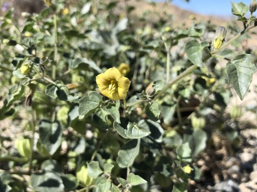 iNaturalist observation photo of Thickleaf Groundcherry