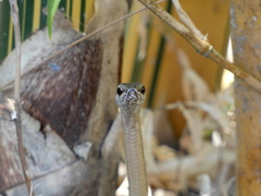 Mastigodryas alternatus