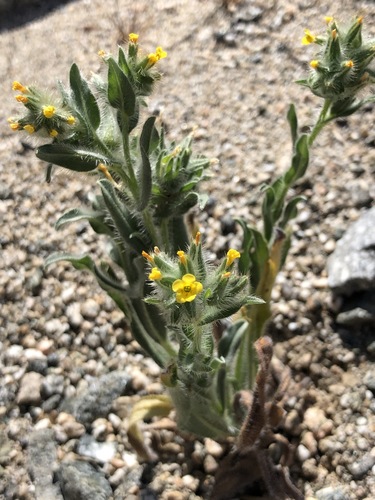 iNaturalist observation photo of Bristly Fiddleneck