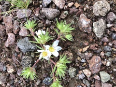 Linanthus demissus