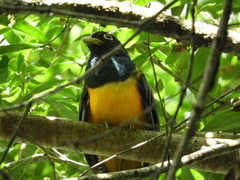 Trogon rufus