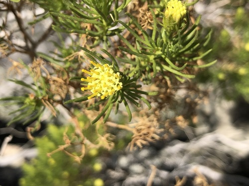 iNaturalist observation photo of Schott's Pygmycedar