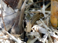 Mastigodryas alternatus
