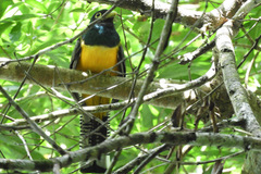 Trogon rufus