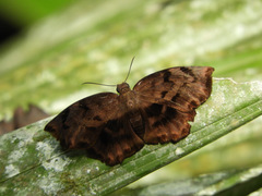 Ebrietas