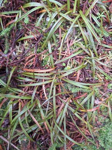 Astelia linearis, photograph 6