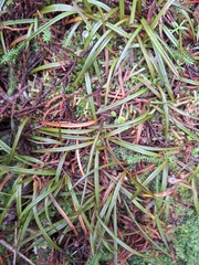 Astelia linearis, photograph (c) Heidi Meudt, some rights reserved (CC BY)