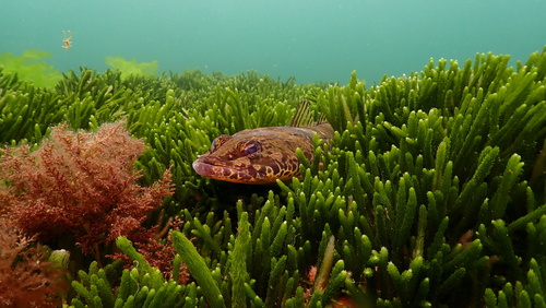 Rots-platkop (Platycephalus laevigatus) — Platycephalidae — 5