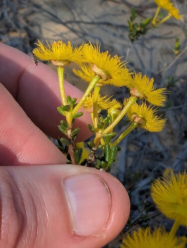Verticordia chrysantha, photograph 4