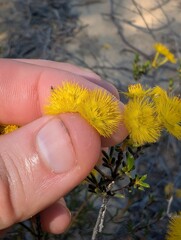 Verticordia chrysantha, photograph (c) Cal Wood, some rights reserved (CC BY)