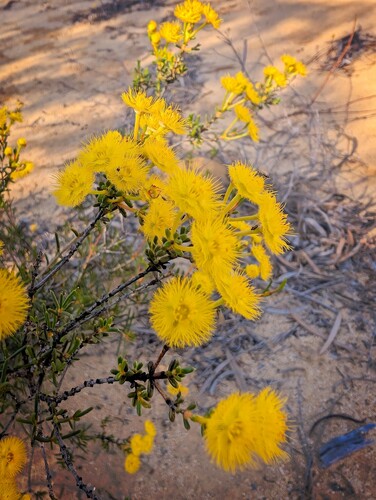 Verticordia chrysantha, photograph 3