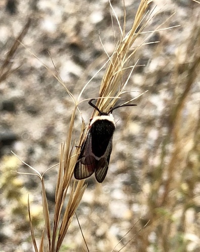Kodiosoma fulvum photo 3