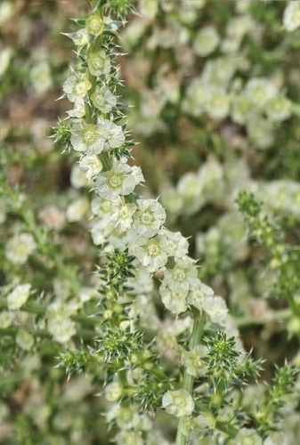 Southern Russian Thistle (Salsola australis)