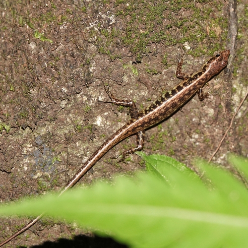 Sphenomorphus scotophilus observed 2026-03-21