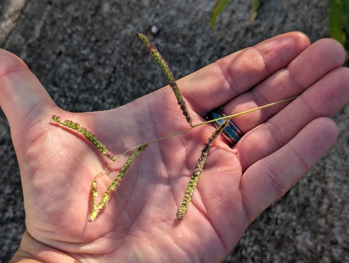 panama crowngrass (Paspalum fimbriatum)