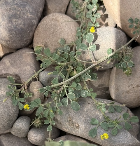 tattered medick (Medicago laciniata)