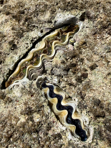 Tridacna crocea
