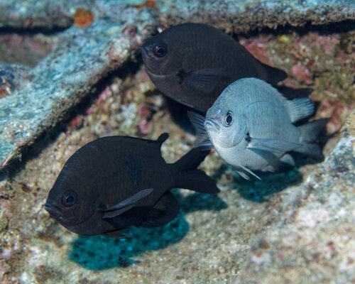 Chromis verater, 2026-04-01