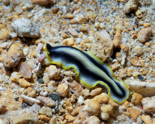 Pseudoceros paralaticlavus, 2026-04-01