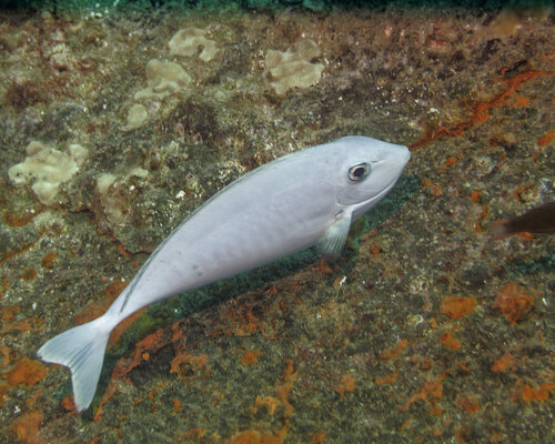 Naso hexacanthus, 2026-04-01