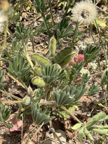 Sandplain lupine (Lupinus cosentinii)
