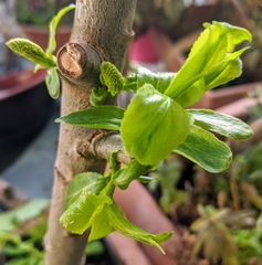 Salix