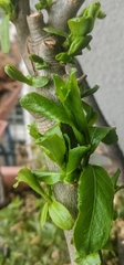 Salix