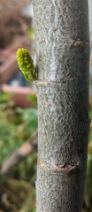 Salix