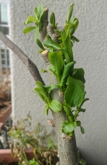 Salix
