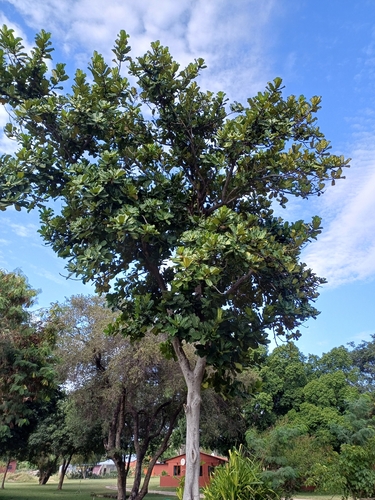 Fiddle-leaf Fig