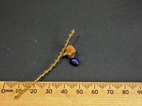 Mischocarpus lachnocarpus observed 2026-03-31