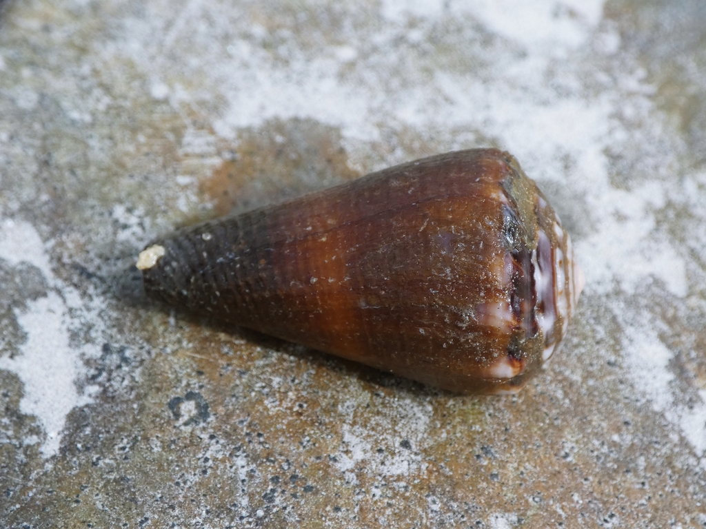 Conus biliosus