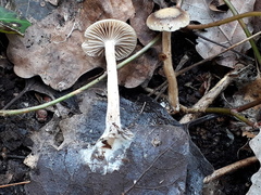 Meottomyces dissimulans