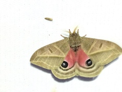 Austrolippa convergens