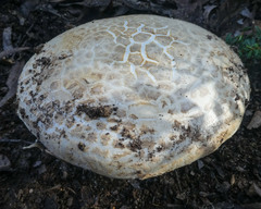 Amanita ochrophylla