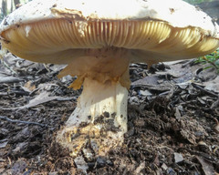Amanita ochrophylla