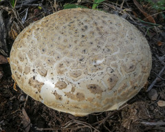 Amanita ochrophylla