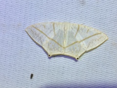 Brachurapteryx tesserata