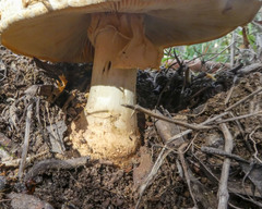 Amanita ochrophylla