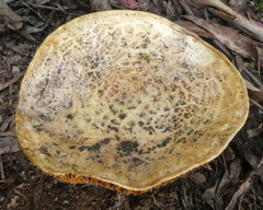 Amanita ochrophylla