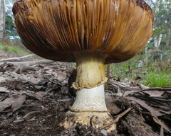 Amanita ochrophylla