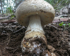 Amanita ochrophylla