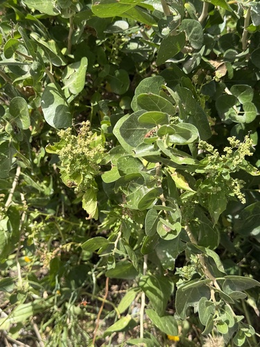 Withania frutescens (Withania frutescens)