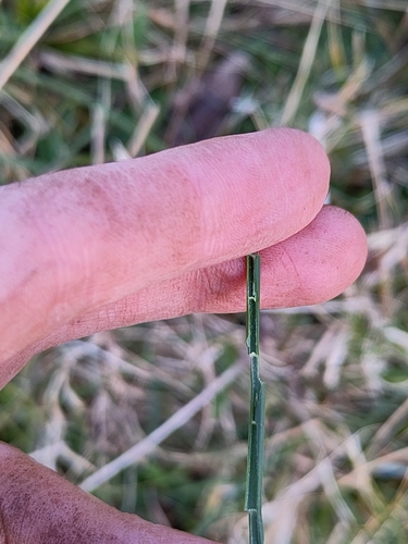 Jointed rush (Juncus articulatus)