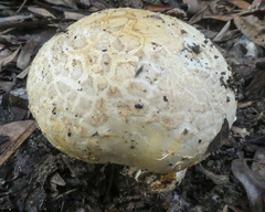Amanita ochrophylla