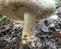 Amanita ochrophylla