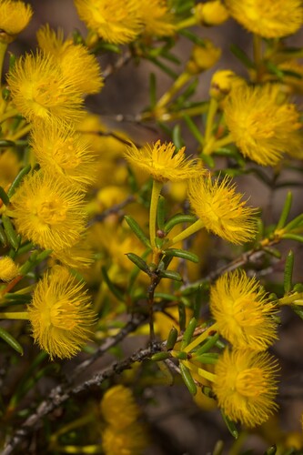 Featherflower (Verticordia chrysantha)